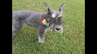 Old miniature schnauzer can still do tricks