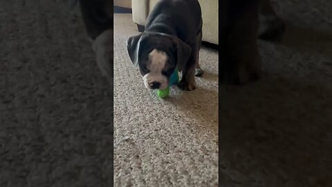 Bulldog Puppy Gets New Toy #bulldog #puppy #shorts