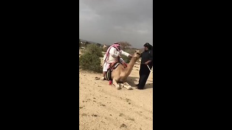 Funny Camel Ride