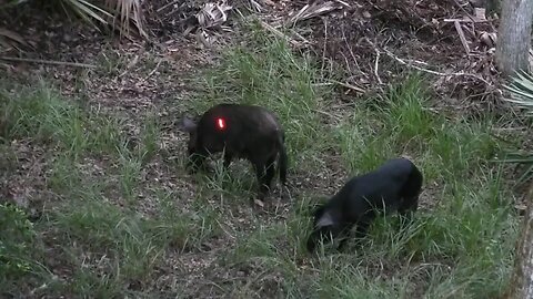 Bowhunting for Hogs in Florida, 4 hogs in 1 night! Big Boar Kill!