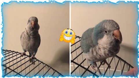 Crazy parrot says " I am so cute "