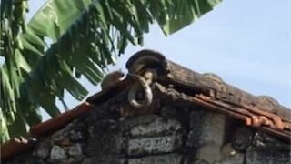 Rat attacks snake to save its babies