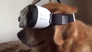 Un chien expérimente un casque de réalité virtuelle