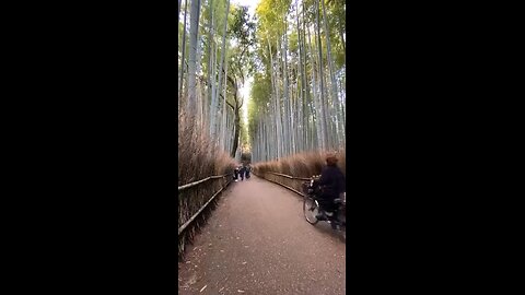 Arashiyama bamboo forest, Japan.