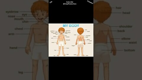 The human body