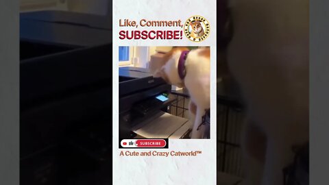 It's a Kitty vs. a Printer, AND GUESS WHO WON? (#203)