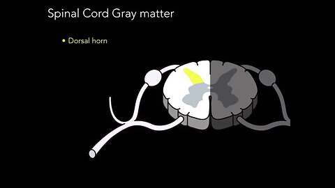 Spinal cord Gray matter