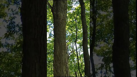 Big Trees On The Oak Ridges Hiking Trail #short #shorts #hiking