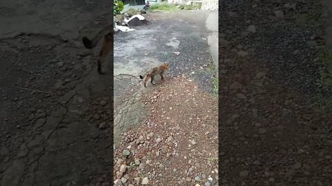 Hiburan dulu#shortvideo #kucing #countrycat