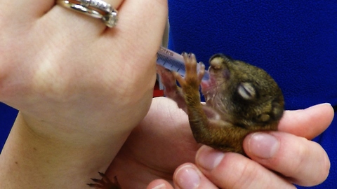 Orphaned newborn squirrels discovered hours away from their mother