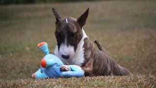 Ce bull terrier se prend pour un kangourou