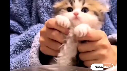 Adorable cute kittens😻trending video