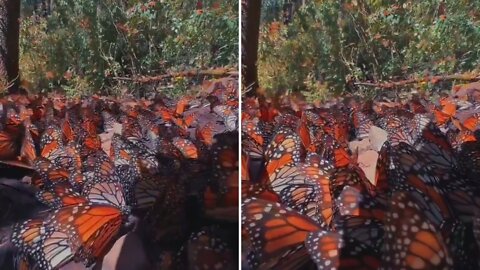 Millions of flying red butterflies in woodland