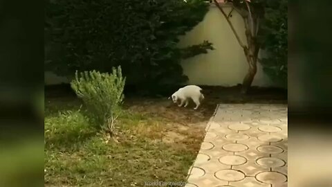 mischievous dogs and cats 2