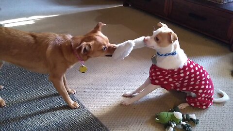 Cutest game of Tug of WAR!