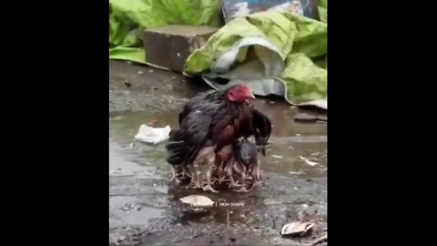 Mother chicken protects little chicks from rain trending animals part 3