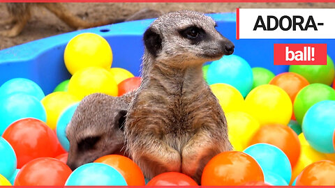 Meerkats play in a ball pit together