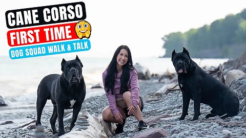 Cane Corso's FIRST Time... Dog Squad Walk & Talk