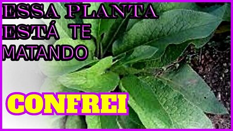 📢Confrei Para que SERVE essa Planta | ATENÇÃO❌ NÃO BEBA CONFREI PODE DESENVOLVER O CÂNCER❓