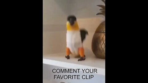 Funny animals #shorts #animals #cute #puppies #sea #monkey #world #funny #funnyvideo #truth