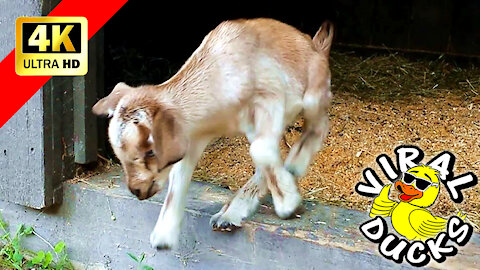 Baby Goats Go Outside For The First Time