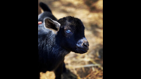 307 FunnyFarm: Baby Goats Turn Feed Shelter Into Trampoline (Barn Yard Play)