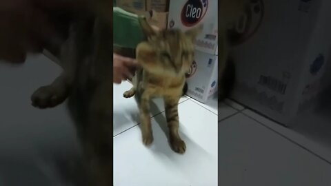 Hiburandulu#shortvideo #countrycat #kucingviral #kucing sakit