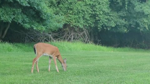 DEER 🦌🦌do not play basketball! 🏀🏀🏀