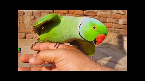 Ringneck Parrot Talking In The Courtyard || Romeo Talking Parrot Speaking With Me