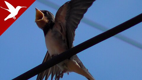 Baby Swallows - First Exit from the Nest