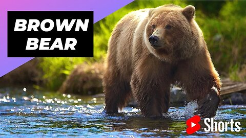 Brown Bear 🐻 One Of The Tallest Animals In The World #shorts