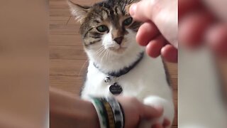 Cats Doing Tricks