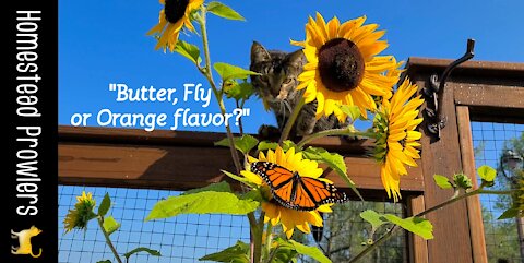 Sunflowers, Homestead Cat and Monarch Butterfly... OH MY!