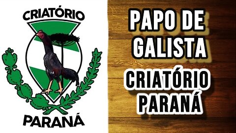 CONVERSA COM O GALISTA ARTHUR DO CRIATÓRIO PARANÁ (PAPO DE GALISTA)