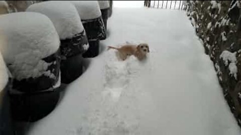 Sød hund elsker at lege i sneen