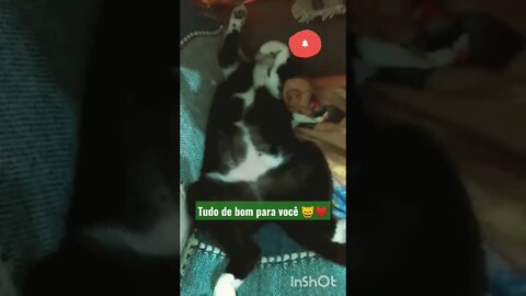 Dormindo Gato Bartolomeu Tunico. Tirando um cochilo na sexta-feira 😺😺