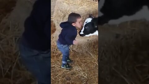 Kids and Cows so Cute Compilation #shorts #kids #cows Will make you smile