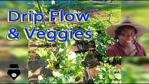 Drip Flow and Veggies - 30Jun2022