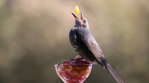 A Brown-eared Bulbul eating fruits too much / 食べすぎのヒヨドリ