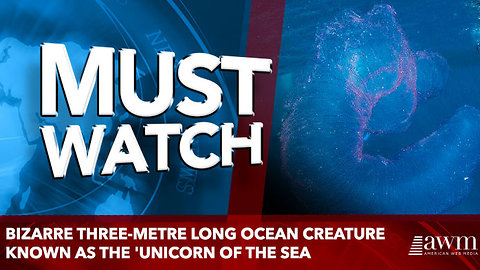 Bizarre three-metre long ocean creature known as the 'unicorn of the sea