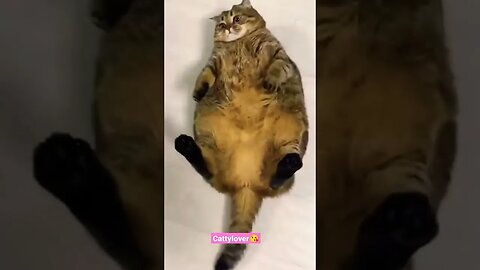 Video kucing gendut 🥰 lucu banget #short #catlovers #kucing #lucu cutty lover 😘