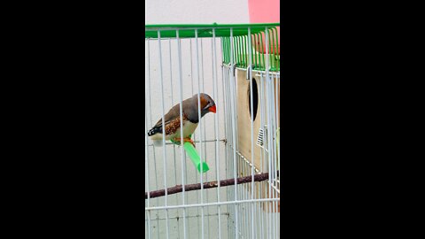 Zebra finch singing