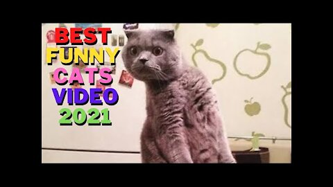 Funny Cat BEST FUNNY CAT VIDEO 2021