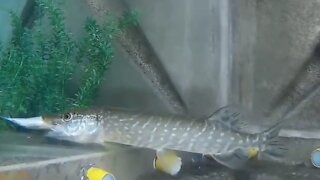 PIRANHA FISH AND FRIENDS feeding my baby pike