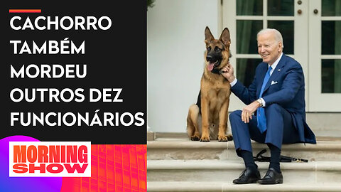 Pastor alemão de Joe Biden é afastado da Casa Branca após morder agente do serviço secreto