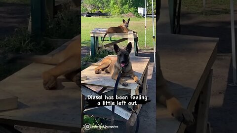 Diesel is getting more attention now. #malinoislovers #yourdog #puppies #dogtraining