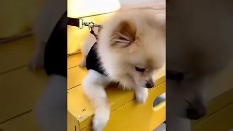 Dog Lovers | SHORT & FUNNY Videos 🤣 #Shorts