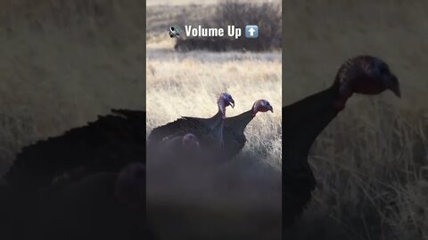 Awesome Jake Turkey Vocalizations - Volume ⬆️ | Outdoor Jack