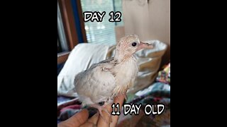 Ringneck Dove just one baby, day 12