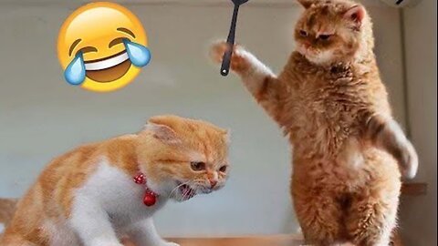 Funny cats and dogs vedio part-2